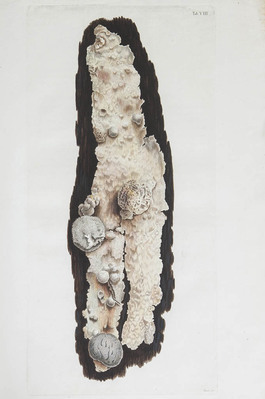 4661
<br/>
Vegetabilia in Hercyniae subterraneis collecta iconibus, descriptionibus et observationibus illustrata
<br/>
<em></em>